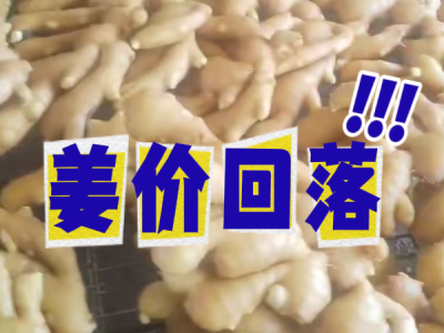 5月13日 生姜价格行情（姜价回落） ()