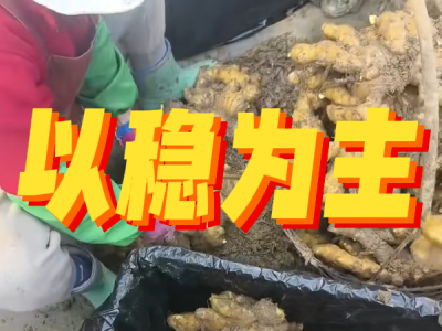 5月13日 安丘黑埠子（以稳为主） ()