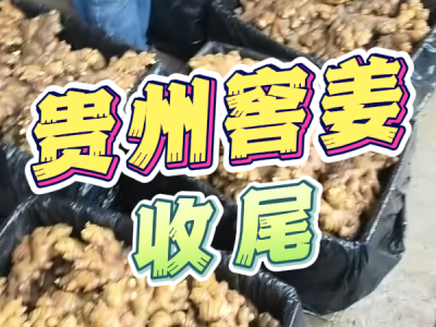 5月14日 生姜价格行情（贵州窖姜收尾） ()