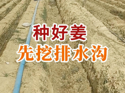 种好姜先挖排水沟！ ()