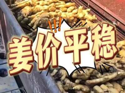 5月17日 生姜价格行情（姜价平稳） ()