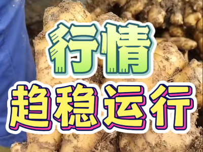 5月17日 安丘黑埠子（行情趋稳运行） ()