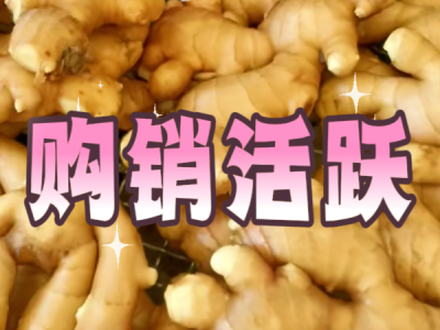 5月19日 生姜价格行情（购销活跃） ()