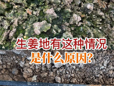 生姜地有这种情况是什么原因？ ()