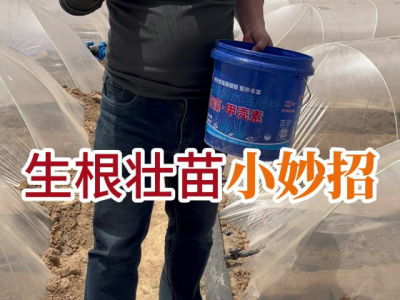 生根壮苗小妙招 ()