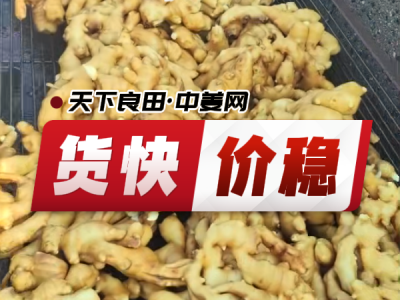 5月20日 生姜价格行情（货快价稳） ()