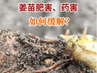 姜苗肥害、药害如何缓解？ ()