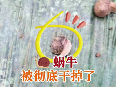 蜗牛被彻底干掉了 ()