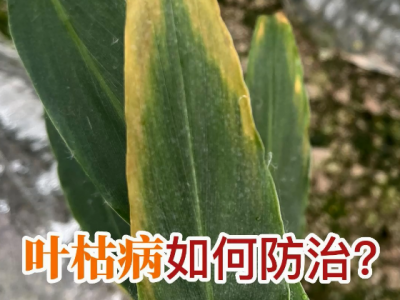 生姜叶枯病如何防治？ ()