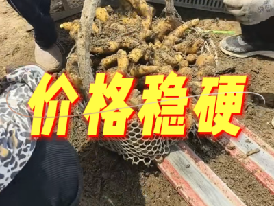 5月21日 安丘黑埠子（价格稳硬） ()