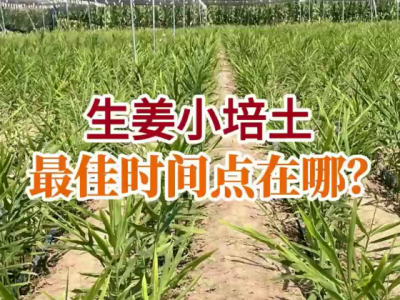 生姜小培土最佳时间点在哪？ ()