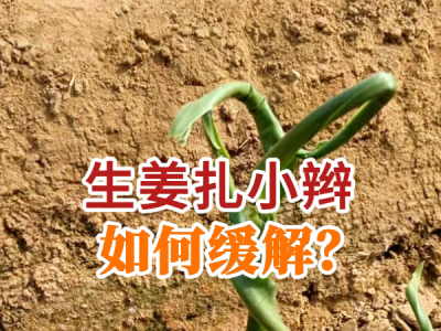生姜扎小辫如何缓解？ ()