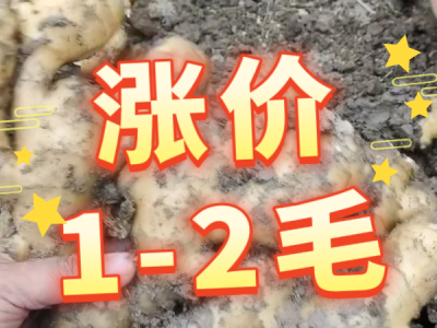 5月26日 安丘黑埠子（涨价1-2毛） ()