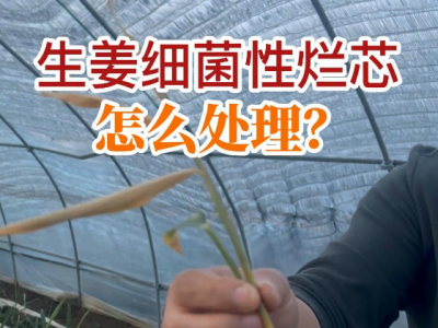 生姜细菌性烂芯怎么处理？ ()