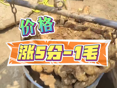 5月27日 安丘黑埠子（涨5分-1毛） ()