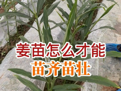 姜苗怎么才能苗齐苗壮？ ()