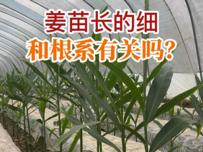 姜苗长的细和根系有关吗？ ()
