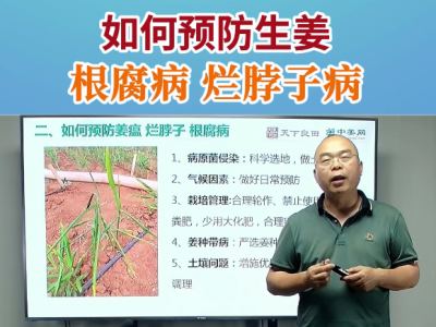 如何预防生姜根腐病烂脖子病 ()
