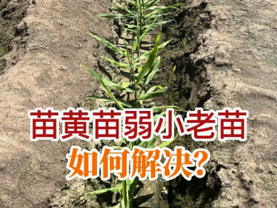 苗黄、苗弱、小老苗如何解决？ ()
