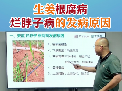 生姜根腐病烂脖子病的发生原因 ()