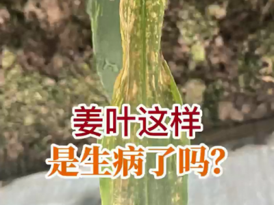 姜叶这样是生病了吗？ ()