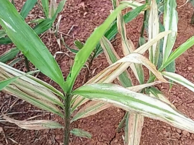 姜叶发白是怎么回事？ ()