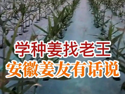 学种姜找老王 安徽美友有话说 ()
