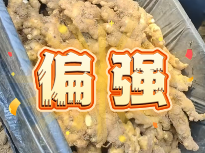 5月29日 安丘黑埠子（偏强） ()