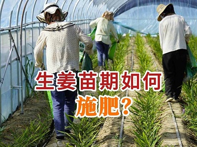 生姜苗期如何施肥？ ()