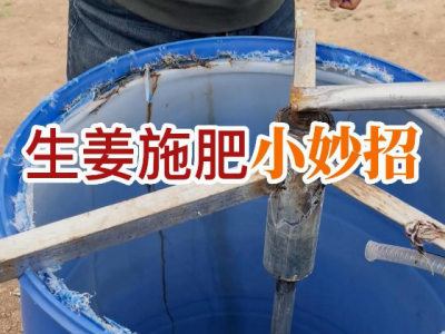 生姜施肥小妙招 ()