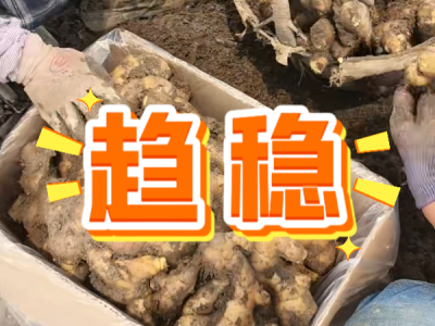 5月30日 安丘黑埠子（趋稳） ()