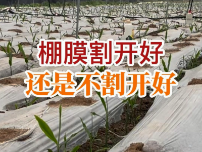 棚膜割开好还是不割开好？ ()