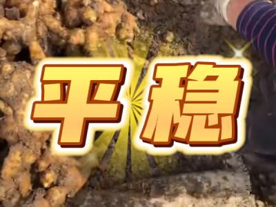 5月31日 安丘黑埠子（平稳） ()