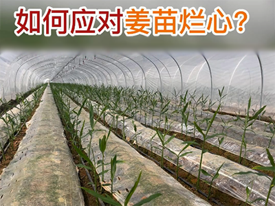 如何应对姜苗烂心？ ()