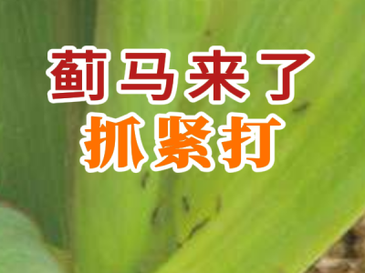 蓟马来了 抓紧打 ()