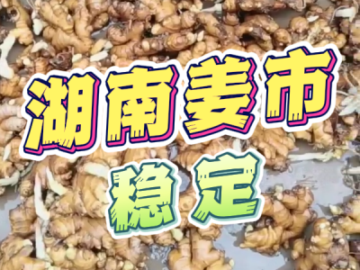 6月4日 生姜价格行情（湖南姜市稳定） ()