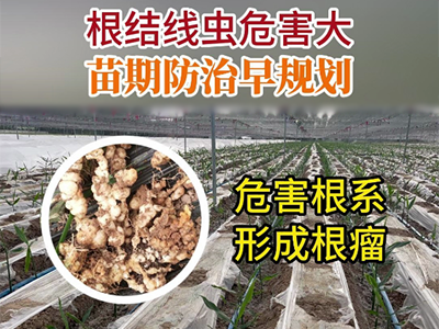 根结线虫危害大，苗期防治早规划 ()