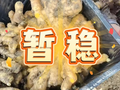 6月5日 安丘黑埠子（暂稳） ()