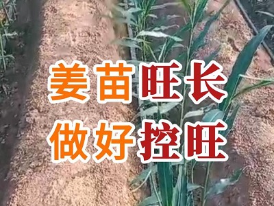 姜苗旺长 做好控旺 ()