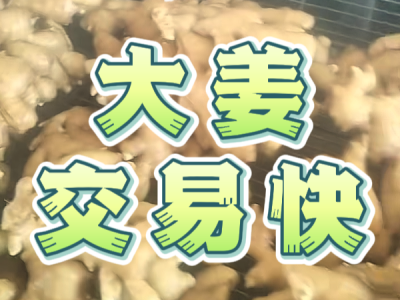 6月5日 生姜价格行情（大姜交易快） ()