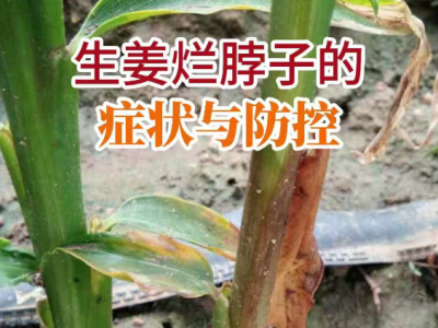 生姜烂脖子的症状与防控 ()