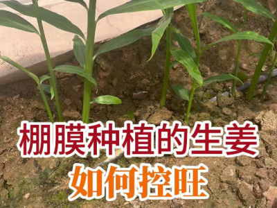 棚膜种植的生姜如何控旺？ ()