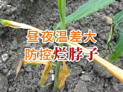 昼夜温差大 防控烂脖子 ()