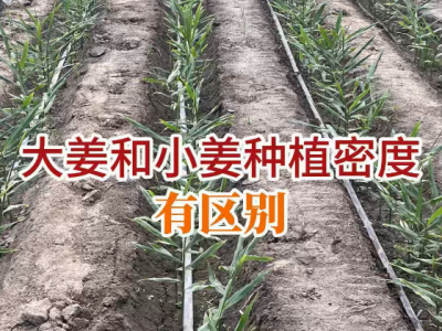 大姜和小姜种植密度有区别 ()