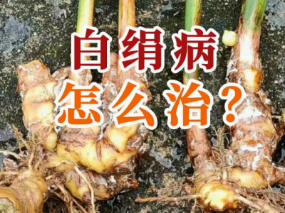 生姜白绢病怎么治？ ()