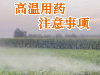 高温用药注意事项 ()
