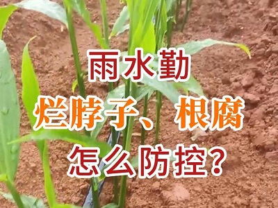 雨水勤 烂脖子根腐怎么防控？ ()