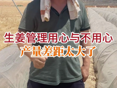 生姜管理用心与不用心产量差距太大了 ()