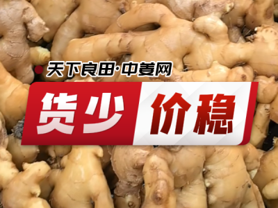 6月9日 生姜价格行情（货少价稳） ()