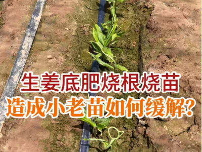 生姜底肥烧根烧苗造成小老苗如何缓解？ ()